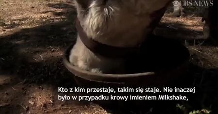 Krowa z zaburzeniami osobowości