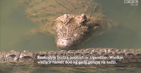 Krokodyle budzą popłoch w Ugandzie