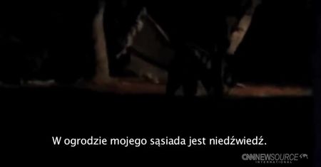Niedźwiedź rozłożył się na hamaku