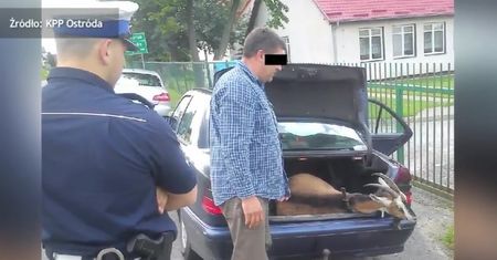 Wiózł żywą kozę w mercedesie