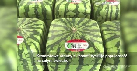 Kwadratowe arbuzy robią furorę na świecie