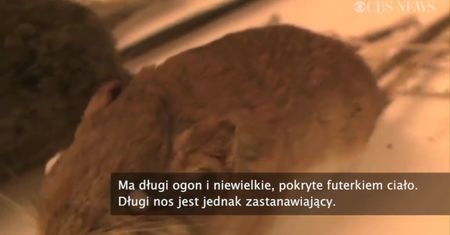 Naukowcy odkryli nowy gatunek ssaka