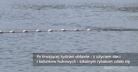 Odłowiono rekina pływającego w stawie
