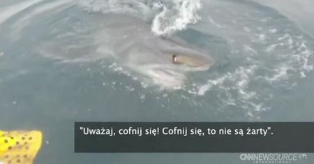Rekin rozszarpał przynętę