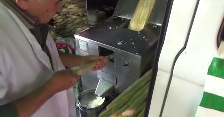 Próbujemy Brazylii! Trzcina cukrowa