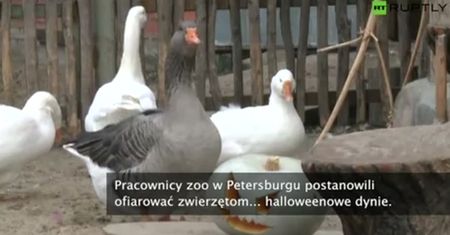 Halloween w petersburskim zoo.