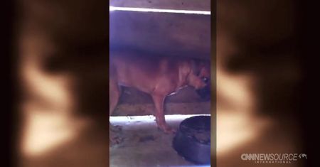 Miał 40 pitbulli przeznaczonych do walk