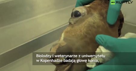 Koń-cyklop -  zagadka dla naukowców