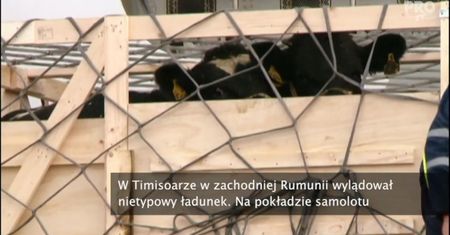 Irlandzkie krowy przyleciały do Rumunii
