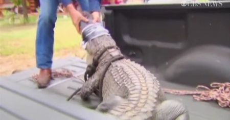 Aligator pływał w baseniku dla dzieci