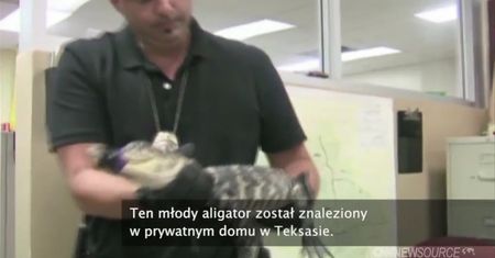 USA: Aligator znaleziony w wannie