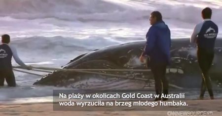 Morze wyrzuciło młodego wieloryba