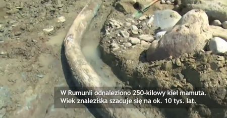 Kieł mamuta znaleziony na brzegu rzeki w Rumunii