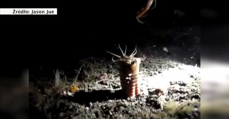 Nietypowy mieszkaniec oceanicznego dna