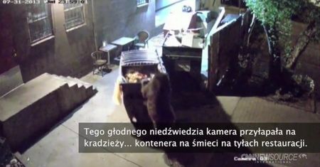 Nieobliczalny głodny miś