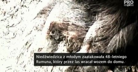 Niedźwiedzica zaatakowała mężczyznę