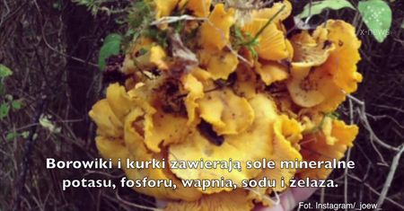 Prozdrowotne właściwości grzybów
