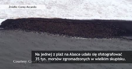 35 tysięcy morsów stłoczonych na plaży