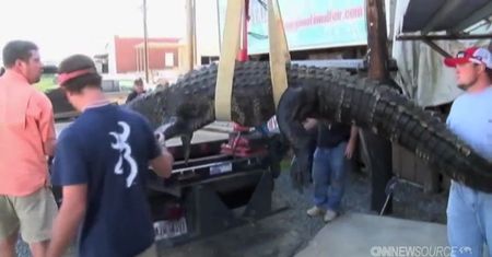 Upolował aligatora ważącego 300 kg