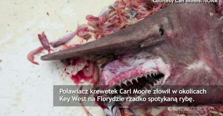 Głębinowy rekin chochlik wyłowiony w Zatoce Meksykańskiej