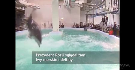 Władimir Putin przybył piątkę z lwem morskim