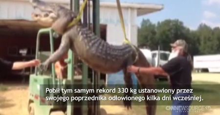 Aligator rekordowych rozmiarów
