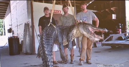 USA: Upolowali gigantycznego aligatora