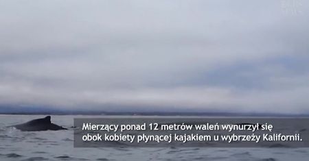 Bliskie spotkanie z wielorybem