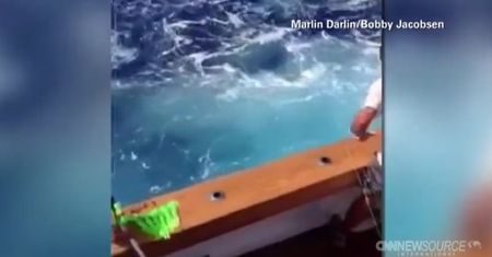 160-kilowy marlin niemal zabił wędkarzy