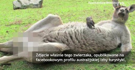 Skandal z torbaczem w roli głównej