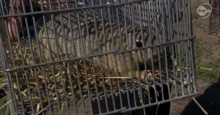 Dolnośląskie: 40 susłów z zoo na wolności