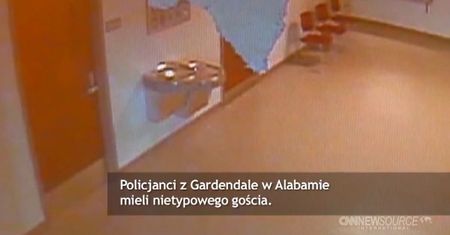 Szop wpadł na posterunek policji