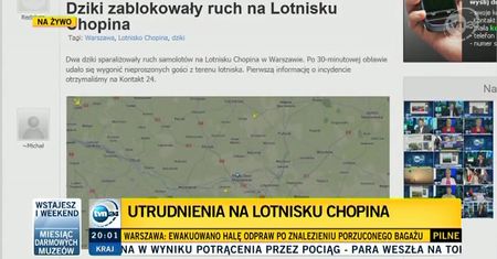 Dziki sparaliżowały ruch samolotów na lotnisku w Warszawie