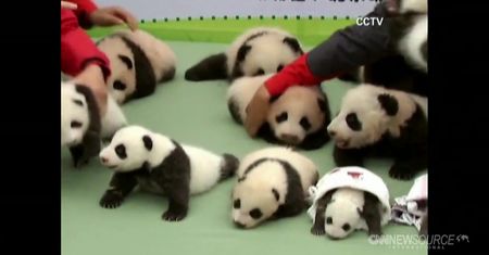 Młode Pandy wielkie z chińskiego Zoo