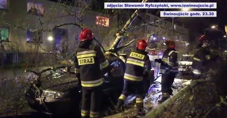 Powalone drzewa w Szczecinie