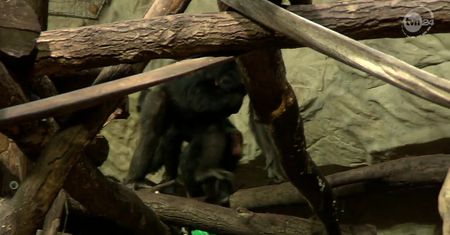 W warszawskim zoo urodził się szympans