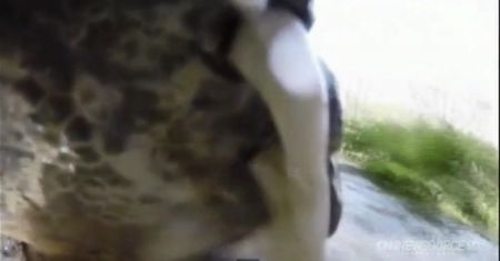 Krokodyl chciał zjeść kamerę