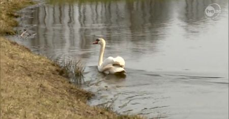 Łabędzie przewidują jakie będzie lato