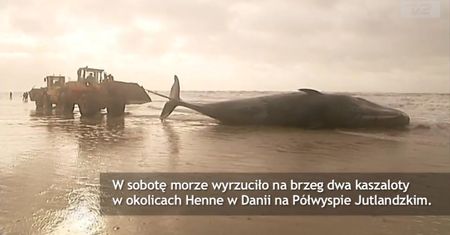Morze wyrzuciło dwa kaszaloty w Danii