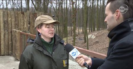 Poznańskie niedźwiedzie nie chcą spać