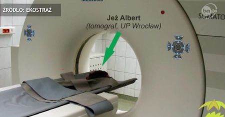 Najlepiej przebadany jeż w Polsce