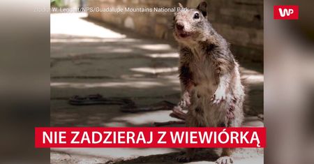 Nie zadzieraj w wiewiórkami. Wcale nie są takie słodkie i bezbronne