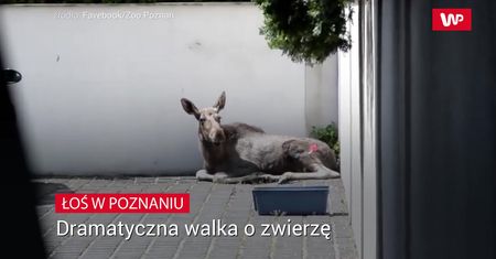 Zobaczyli na ulicach dzikie zwierzę. Na miejsce natychmiast przyjechały służby