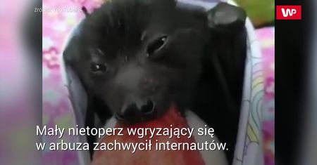 Słodki jak nietoperz. Wideo, które pokochali internauci