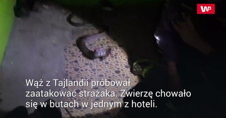 Wąż kontra strażak
