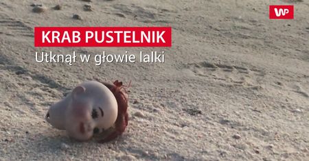 Utknął w głowie lalki. Mężczyzna nagrał na plaży scenę jak z horroru