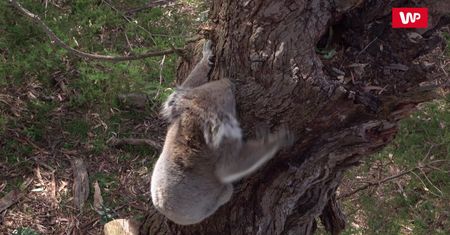 Koale wymierają. Australijska fundacja apeluje