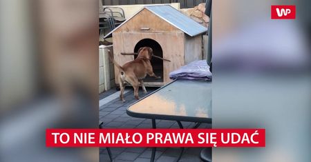 Pies kontra buda. Życie zwierząt czasem jest ciężkie