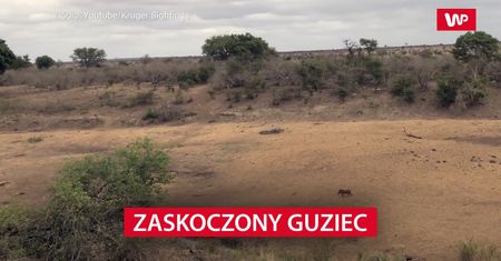 Guziec kontra stado lwów. Wszystko nagrała turystka