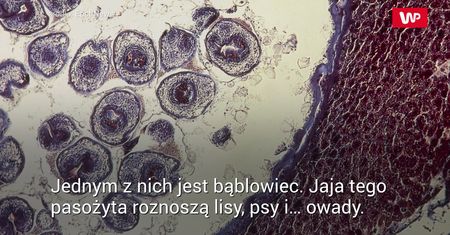 Nie jedz owoców prosto z krzaka